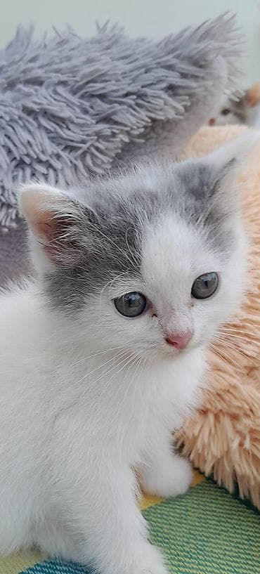 balaca cücə: Məhsul: Pişik balası (ağ-boz rəng) Təsvir: - Balaca, yumşaq tüklü, ağ — 4