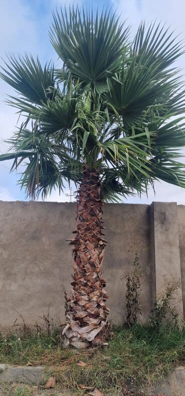 palma agacı: Dekorativ palm ağacı – fan formalı yarpaqları ilə peyzaj üçün ideal — 1