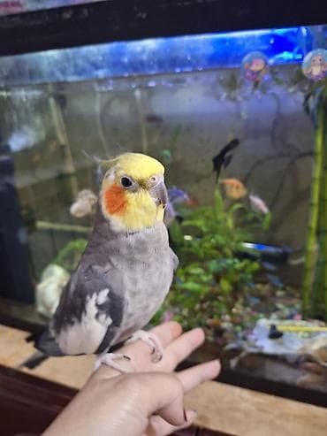 Quşlar: Tam saglam quşdu 4 yaşı var böyuk ehtimalla erkekdi isdeyen olsa — 3