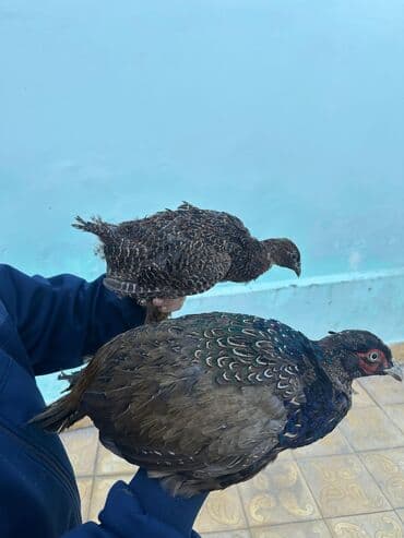 atla eşşəyin cütləşməsi: Qırqovul Cütü 50 azn — 3