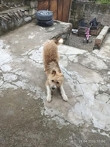 Pulsuz :Dişi it 1 yaş, şəhər yeridi deye saxlamaq olmur . xahiş boş