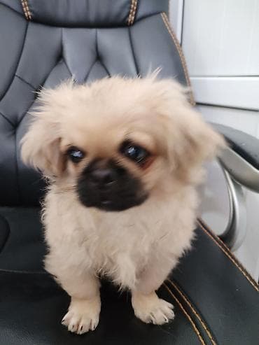 it pekines: Pekines — 3