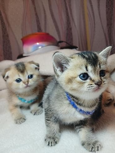 quba heyvan satışı: Erkək — 3