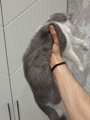 yem cəkən: Британская, Самка — 6