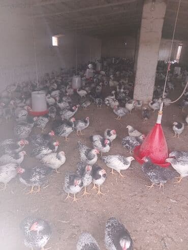 dovşan şəkilləri: Toyuq, Ətlik — 2