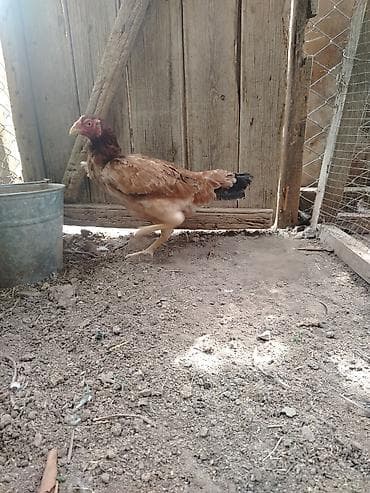 cücə və xoruz təmsil: Xoruz, il: 1, Ünvandan götürmə — 3