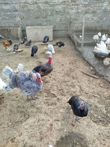 ördək ətinin qiyməti: Erkək, Damazlıq — 1