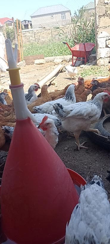 heyrati toyuq: SARAY 4 AYINA KECMIS HƏYƏT ŞƏRAITI ORGENMIŞ SUOER COLPALAR — 3