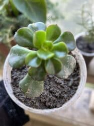 kalanxoye bitkisi: Her kimete var Otaq və balkon üçün dekorativ bitkilər kolleksiyası - — 24