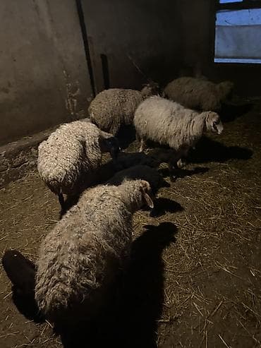 ördək balası: 6 dene balali qoyun 2 si ekiz di 4 du tek . Kom 6 qoyun 8 quzu — 4