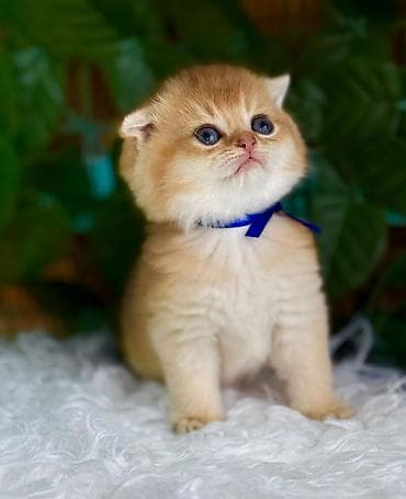 pisiy: Şotland — 3