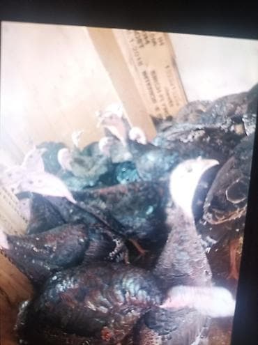 Bu qara bornoz Amerikan sortudur 1ededi 50 azn real isdeyen vatsapa