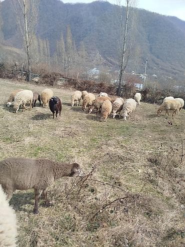 Бараны, овцы: Balalı qoyunlar boğaz qoyunlar razılaşma yolu ilə - Növ: Qoyun — 3