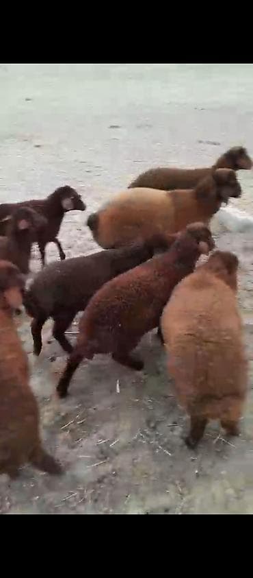 quş satılır: Damazlıq quzular satılır super qırmızı quzular sağlam heyvandı — 3