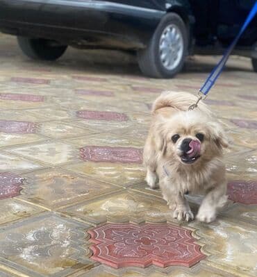 kanada sortu hinduska: Pekines, 1 il, Dişi, Peyvəndli, Ünvandan götürmə — 1