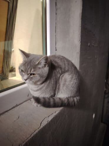 böyüməyən pişik: British Shorthair satilir — 7