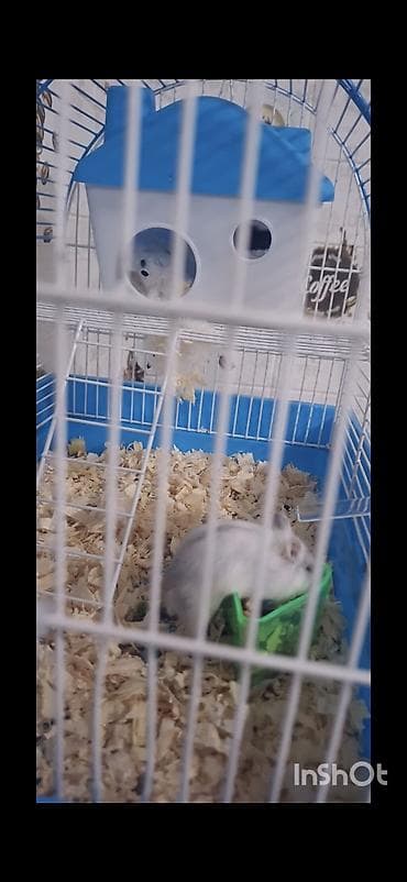 hamster satis: Şəkillərdə görünən hamsterlər və onların qəfəsi/aksesuarları 25 Azn 1 — 2