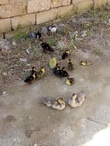 xasgi balası: Salam . lal ördək balaları balalar 5 manat böyüklər 10 manat — 2
