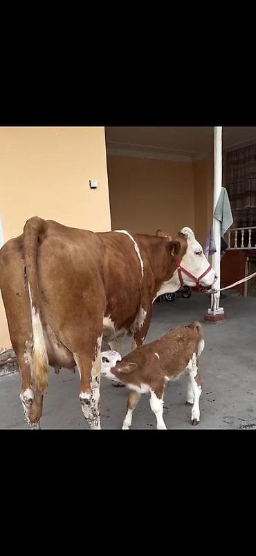 inək sagan: Simental tipli inək və balası - Cins: Simental tipli, qırmızı-ağ rəng — 2