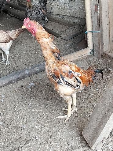 quzu satisi: Salam heyratı xoruzu 6 aylıqdı Xarkov xoruzu 8 aylıqdı ikisidə satılır — 5