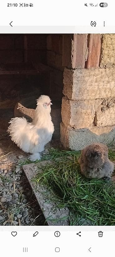 quş hini: Satılır: ponpon xoruzu temiz qan 8 ayliq esil damazliqdr feresi — 1