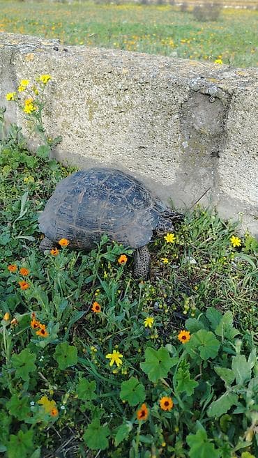 qurbağa şəkilləri: Quru tısbağa Evcil tısbağa belə at kimi gedir - Növ: quru/səhra — 2