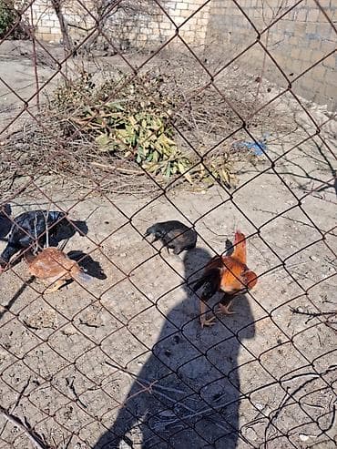 kənd toyuqu: Toyuq cücələri, Ətlik — 3