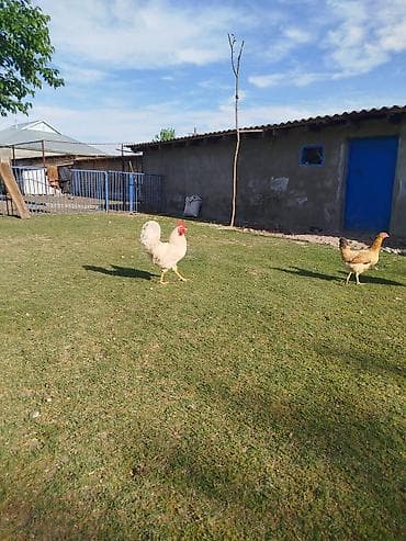 Kənd toyuqları satılır. 11 ədəddir, 10 fərə 1 xoruz, təbbi şəraitdə