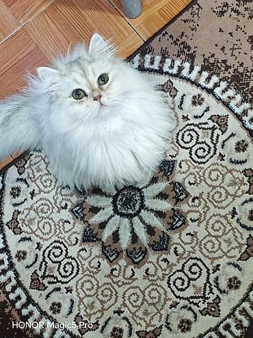 syam pişik: Şinşilla, Dişi — 1