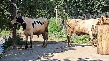 yerli inək: Iki baş bordaqlıq təmiz qan cins danalar satılır — 2