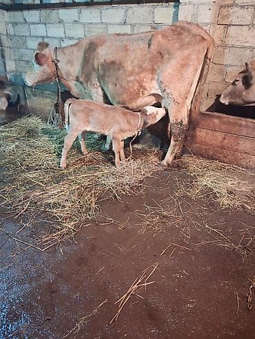 Akvariumlar: 4 ci qarın doğub 4 gündür şeves sortdur balası semetaldır süt keçen — 6