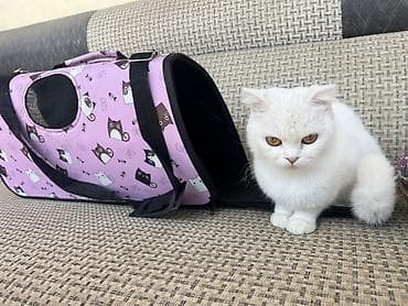 ördək növləri: ….Salam 1 yaş 4 aylıqdır dişidir ev şəraitində saxlanılıb … esger — 5