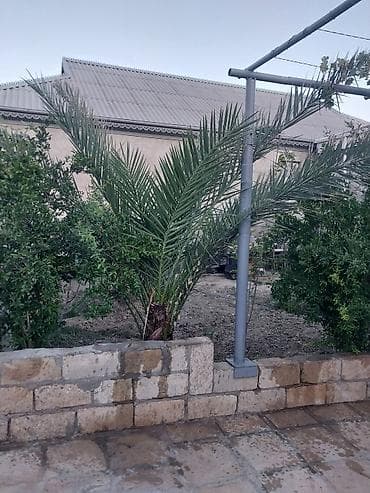 ev gulleri ve adlari: Xurma (xurma palması) – dekorativ landşaft üçün - Növlü xurma — 2