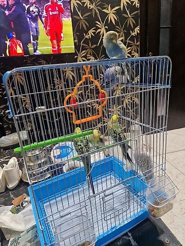 qus qefes: Bülbül (dalğalı papuqay) quşları və qəfəs dəsti -quslar satilir — 5