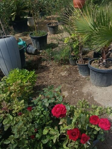 bakida toxum satisi: Abadliq isleri qazon torf agaclar gul cicey bağlarda umumi abadliq — 10