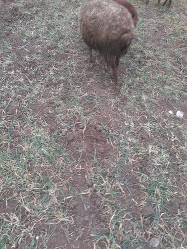 K/t heyvanları üçün mallar: Cidi şəxslər zəngin vursun yesinə 3 qardı erkədi balsı — 3