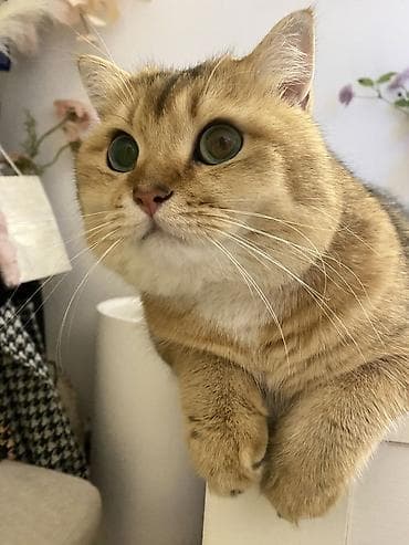 шиншилла котенок купить: Золотая шиншилла, Самец, В добрые руки, Платная доставка — 5