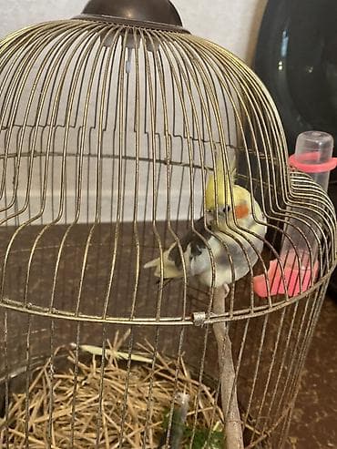 sarı dana: Nömrəli başlıq: Nimfa tutuquşusu (cockatiel) + qəfəs və aksesuarlar — 2