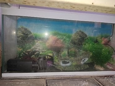 Охота и рыбалка: İşıqlı Akvarium satılır. Ölçü: 70x17x30(sm) İçərisində filteri və — 2