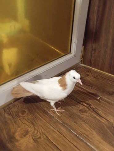 tap az goyercin satisi: Cins: göyərçini Rəng: Sarı boynuĝüllü desde kekilli boyun pecat — 5