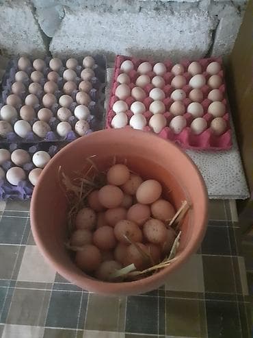 lider toyuq: Toyuq, Yumurtalıq — 8