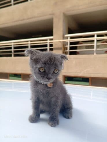 вислоухие коты серые: Шотландская, Самец — 6