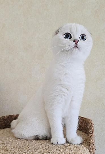 ev pişiki: Şotland, Erkək, Dişi, Yaxşı əllərə, Ünvandan götürmə, Pulsuz çatdırılma, Ödənişli çatdırılma — 9