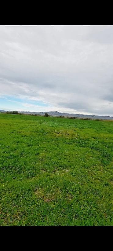 Kənd təsərrüfatı