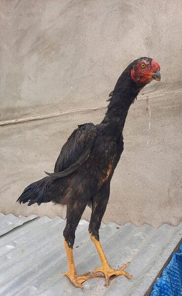 Heyvanlar üçün mallar: Xoruz, Heyratı, il: 1, Ödənişli çatdırılma — 17