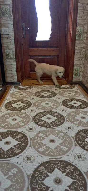 setteri it cinsinin digər adı: Retriever, 2 ay, Erkek — 3