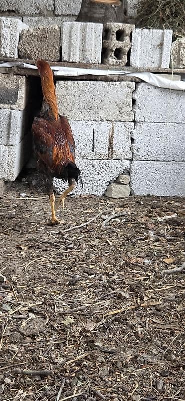 ev heyvanları satışı: Xoruz, il: <1 — 1