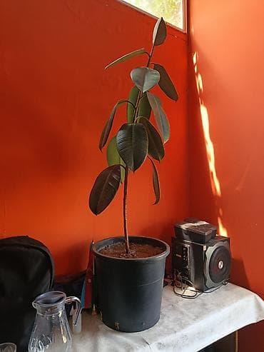 Quma ağacı (Ficus elastica) – iri bərk parlaq yarpaqlı, dekorativ otaq