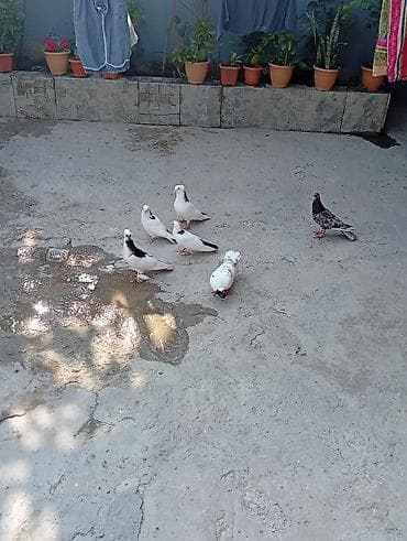 sirin heyvan adlari: Göyərçinlər tam sağlamdilar 2 cüt 2 bala 1 tək əbrəş hər cütün — 5