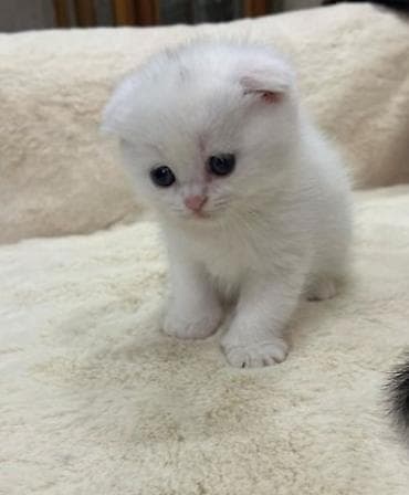 sort pisik: Britan — 1